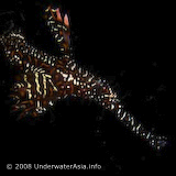 Ghost Pipefish